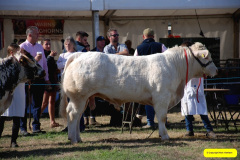 227.2026-09-02-Dorset-County-Show-Dorchester-Dorset.-227-