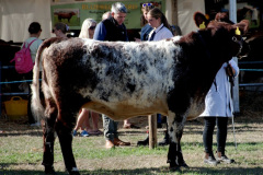 228.2026-09-02-Dorset-County-Show-Dorchester-Dorset.-228-