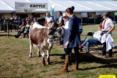 230.2026-09-02-Dorset-County-Show-Dorchester-Dorset.-230-