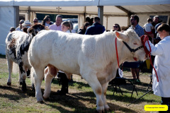 231.2026-09-02-Dorset-County-Show-Dorchester-Dorset.-231-