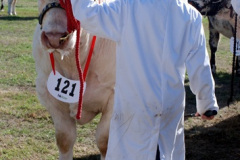 233.2026-09-02-Dorset-County-Show-Dorchester-Dorset.-233-