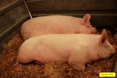 241.2026-09-02-Dorset-County-Show-Dorchester-Dorset.-241-