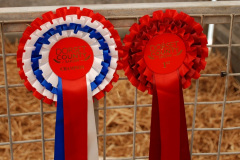 242.2026-09-02-Dorset-County-Show-Dorchester-Dorset.-242-