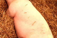 243.2026-09-02-Dorset-County-Show-Dorchester-Dorset.-243-