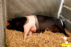 244.2026-09-02-Dorset-County-Show-Dorchester-Dorset.-244-