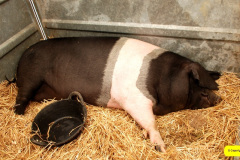 245.2026-09-02-Dorset-County-Show-Dorchester-Dorset.-245-