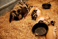 246.2026-09-02-Dorset-County-Show-Dorchester-Dorset.-246-