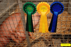 248.2026-09-02-Dorset-County-Show-Dorchester-Dorset.-248-