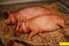 249.2026-09-02-Dorset-County-Show-Dorchester-Dorset.-249-