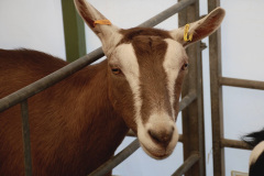 255.2026-09-02-Dorset-County-Show-Dorchester-Dorset.-255-