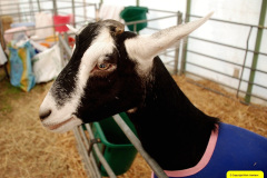 256.2026-09-02-Dorset-County-Show-Dorchester-Dorset.-256-