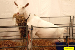 257.2026-09-02-Dorset-County-Show-Dorchester-Dorset.-257-