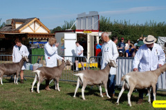 258.2026-09-02-Dorset-County-Show-Dorchester-Dorset.-258-