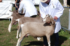259.2026-09-02-Dorset-County-Show-Dorchester-Dorset.-259-