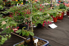 349.2026-09-02-Dorset-County-Show-Dorchester-Dorset.-349-