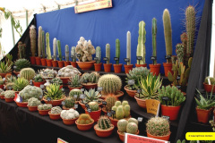 353.2026-09-02-Dorset-County-Show-Dorchester-Dorset.-353-