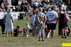 362.2026-09-02-Dorset-County-Show-Dorchester-Dorset.-362-Beagles-Main-Ring.-