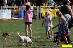 363.2026-09-02-Dorset-County-Show-Dorchester-Dorset.-363-Beagles-Main-Ring.-
