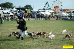364.2026-09-02-Dorset-County-Show-Dorchester-Dorset.-364-Beagles-Main-Ring.-