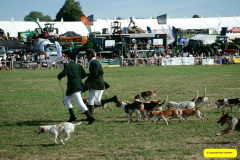 365.2026-09-02-Dorset-County-Show-Dorchester-Dorset.-365-Beagles-Main-Ring.-