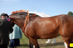 389.2026-09-02-Dorset-County-Show-Dorchester-Dorset.-389-Horses.-
