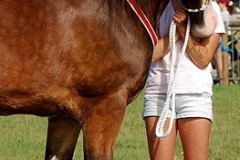 392.2026-09-02-Dorset-County-Show-Dorchester-Dorset.-392-Horses.-