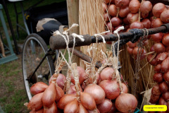 168.2026-09-13-Sturminster-Newton-Cheese-Festival-Dorset.-168-JONNNY-ONION-MEN-DEMONSTRATION