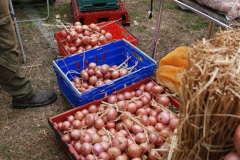 169.2026-09-13-Sturminster-Newton-Cheese-Festival-Dorset.-169-JONNNY-ONION-MEN-DEMONSTRATION