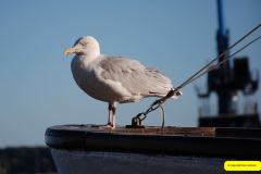 077.2026-09-22-Bokers-Night-Poole-Quay-Dorset.-77-